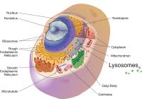 Lysosomes and Cathepsins
