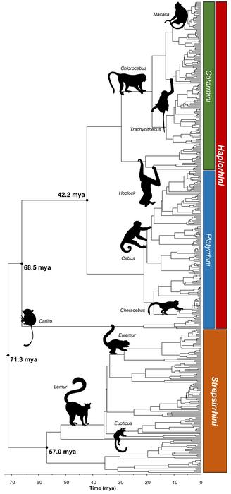 Primate timetree