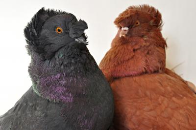 English Trumpeter Pigeons