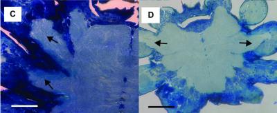 Tiny Spider Central Nervous Systems