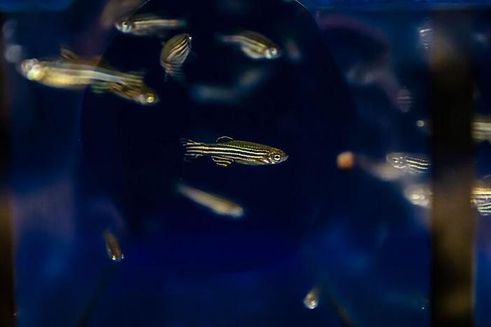 Zebrafish