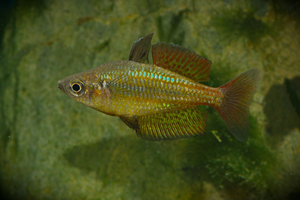 Rainbowfish from the Wet Tropics region of Australia 2