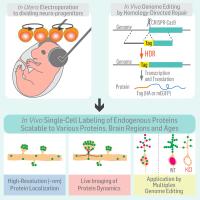 SLENDR Enables in vivo Protein Labeling via CRISPR-Cas9-mediated HDR in the Brain