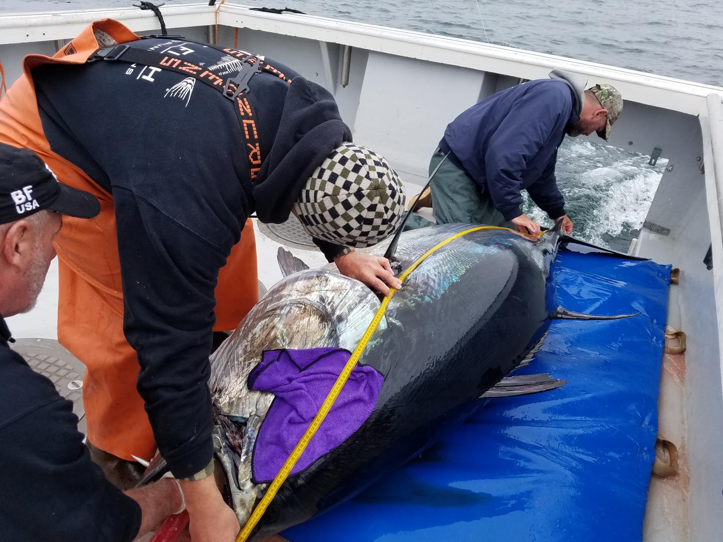 Measuring a Bluefin Tuna Prior to Tagging