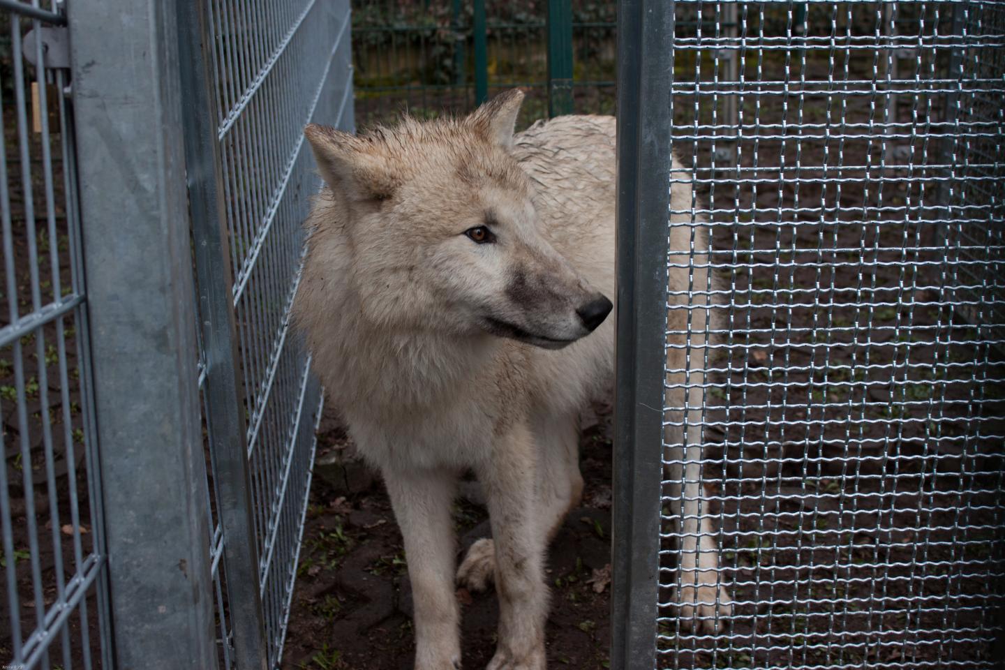 Aino, einer der Wölfe wartet im Testaufbau. 