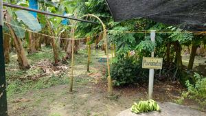 Banana disease TR4 affects thousands of livelihoods