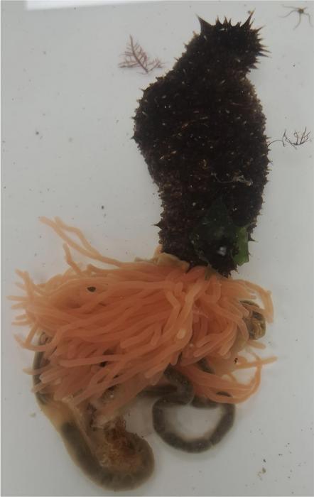 Sea cucumber eviscerating its organs