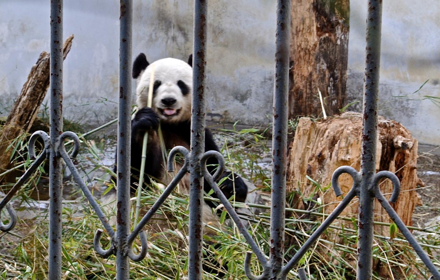 Captive Panda in Wolong
