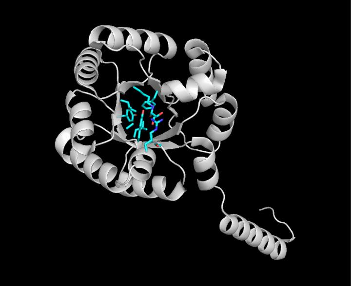 <I>E.coli</I> FSA Enzyme