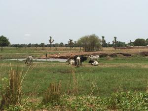 The field in Burkina Faso (1)