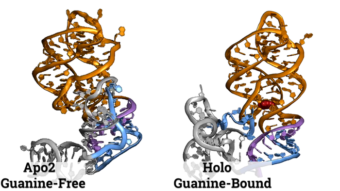 RNA switching in action