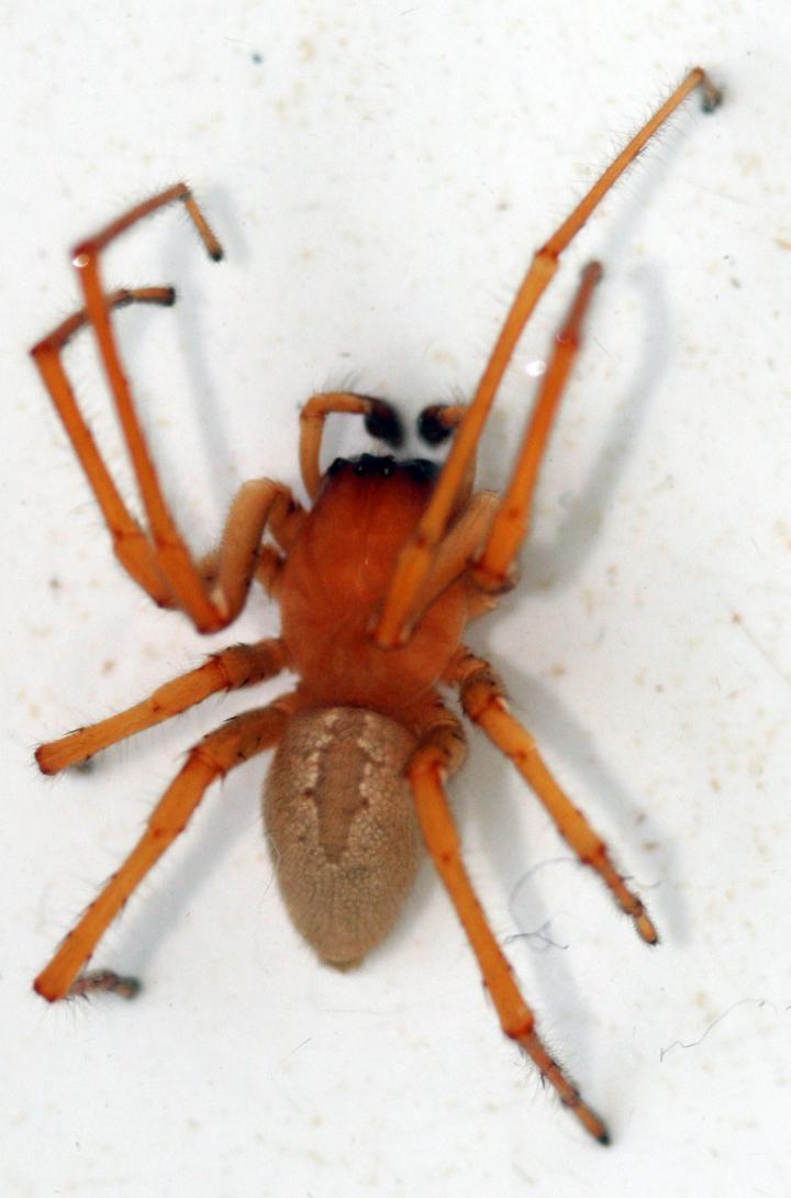 Cheiracanthium ilicis sp. n [IMAGE] EurekAlert! Science News Releases