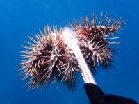 Adult Crown of Thorns Starfish
