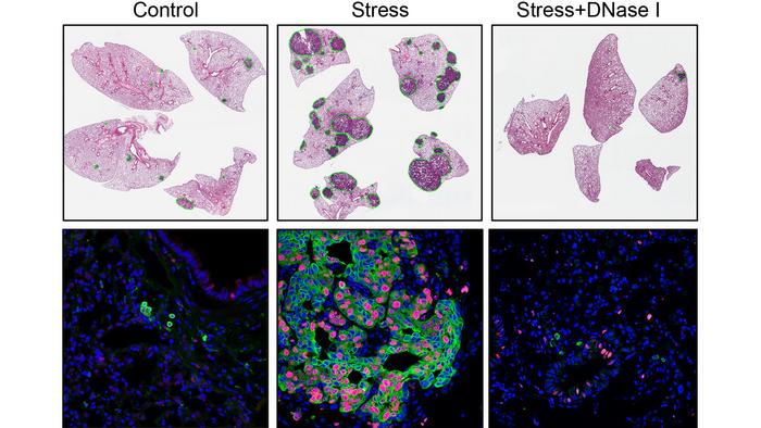 cancer cells in mice