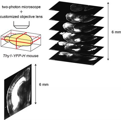 Seeing through a 6 mm-thick moSeeing through a 6 mm-Thick Mouse Brain Thanks to SeeDB