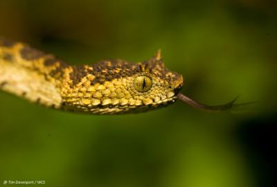 Matilda's Horned Viper