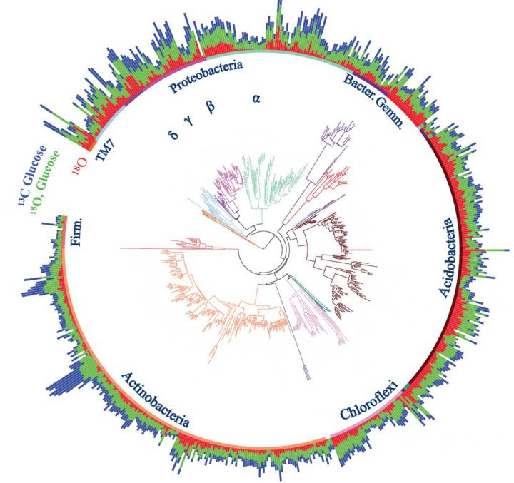 Phylogenetic Organization of Bacterial Activity