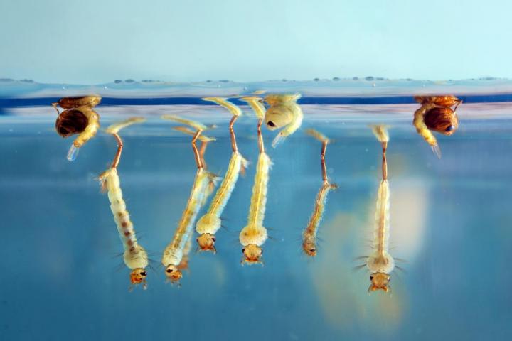 Mosquito Larvae