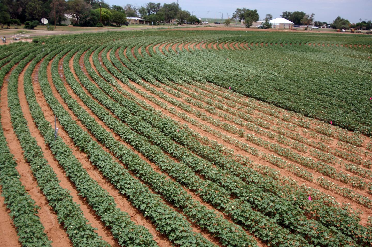 Cotton Field with Varied Irrigation Patterns
