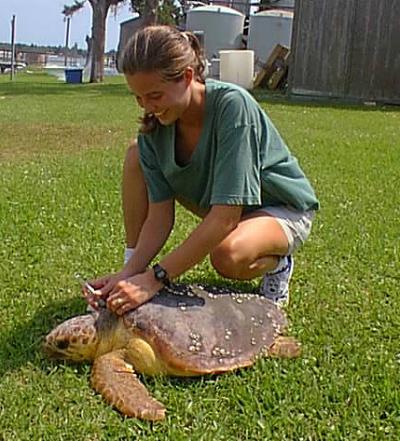 Turtle Studies Suggest Health Risks from Environmental Contaminants