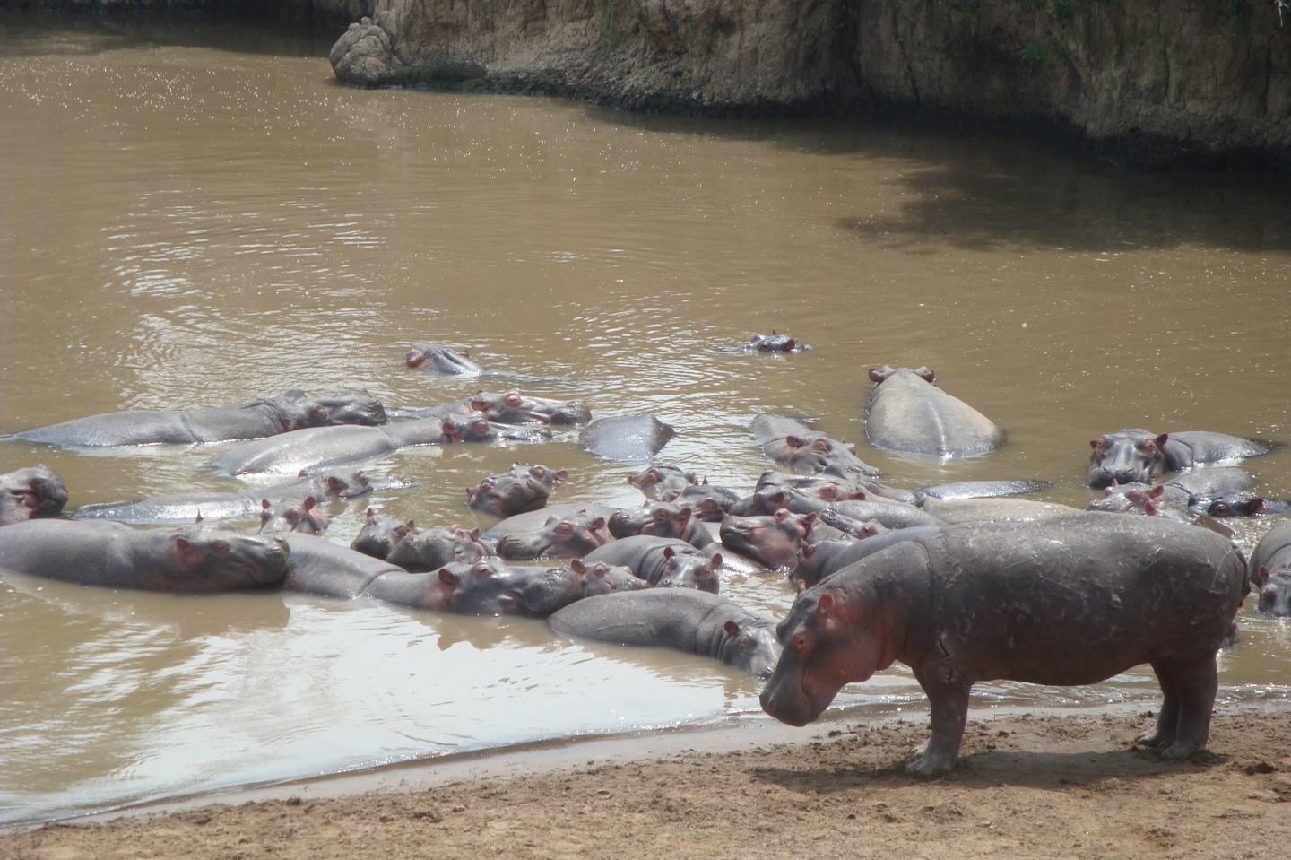 Hippos Lazing Away the Day Together