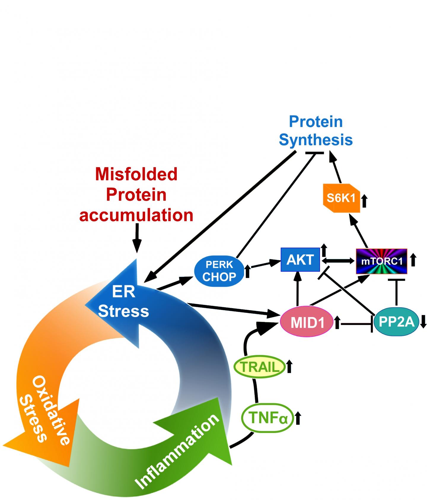 Improved Understanding of the Pathology of Dwarfism May Lead to New Treatment Targets