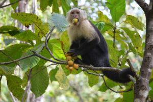 A capuchin eating fruits