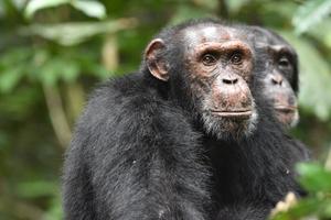 Tai male chimpanzee from one group attentively listening for signs of a rival group.