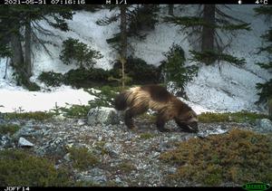 Wolverine seen along a hiking trail