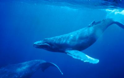 Marine Mammal Conservation