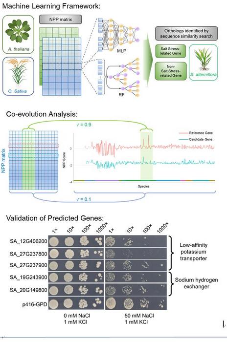 Identifying plant salt-stress related genes via coevolution analysis and machine learning