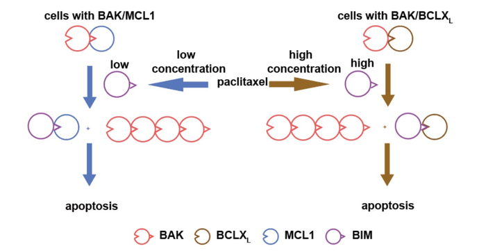 BAK/MCL1 Complexes can Predict Chemotherapy Drugs Sensitivity in Cancer Cell