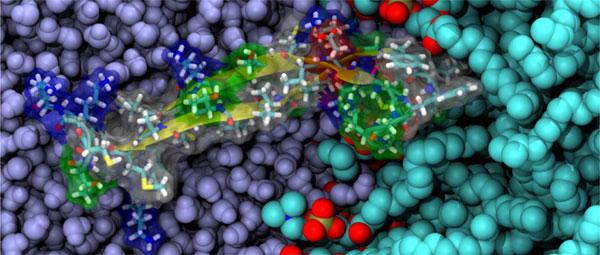 Molecular Aspects of the Dengue Virus Infection Process: A Review