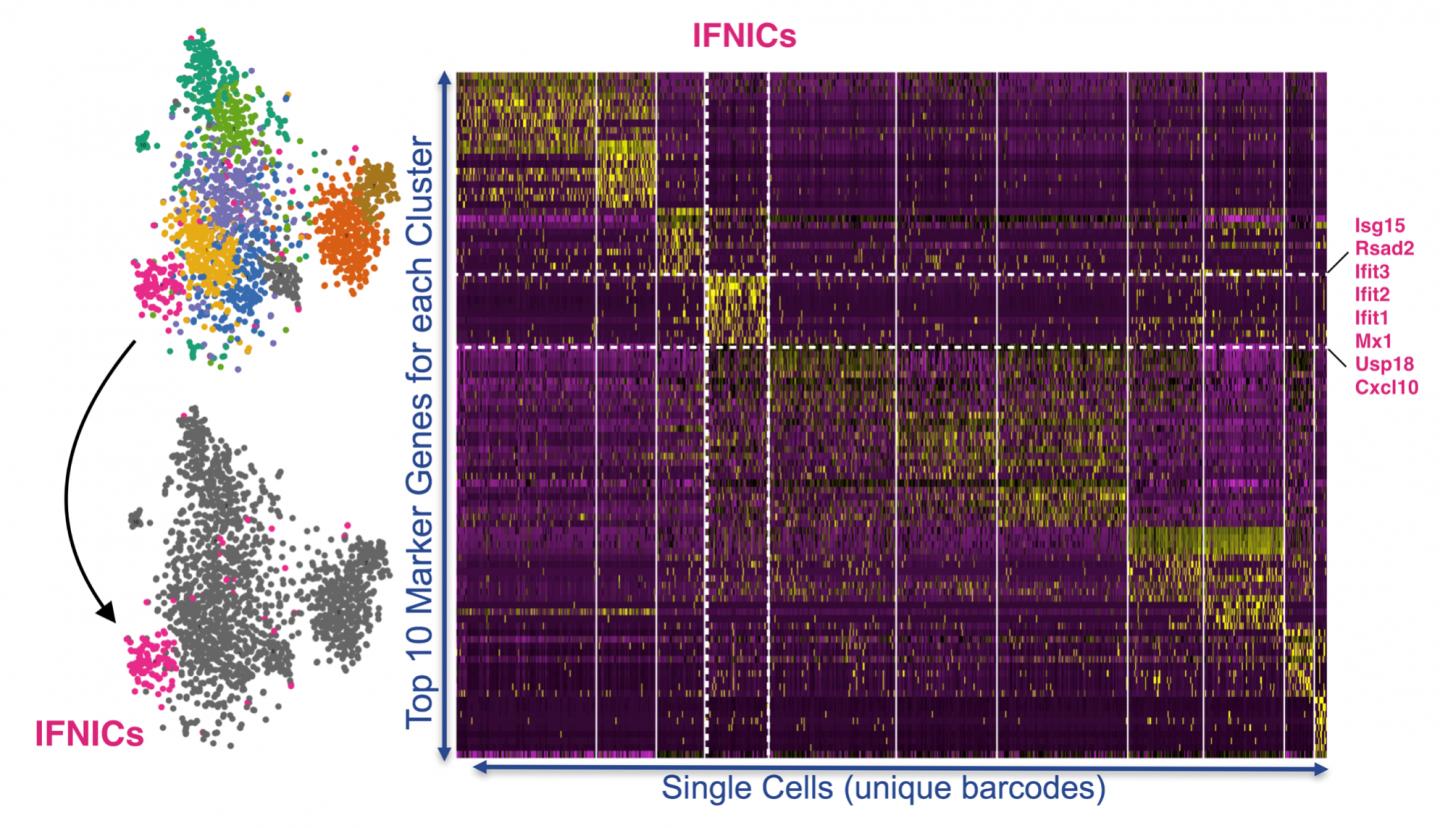 Myocardial Infarction Activates IRF3-dependent Signaling