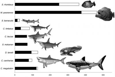 Comparison of Bite Forces of Living, Extinct Carnivorous Fishes