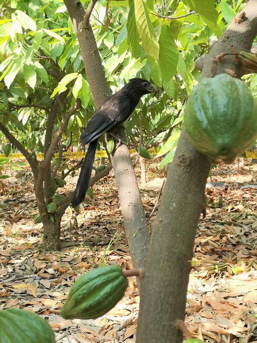 Bird in a cacao tree