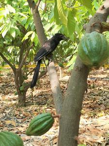 Bird in a cacao tree