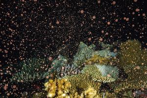 Coral spawning