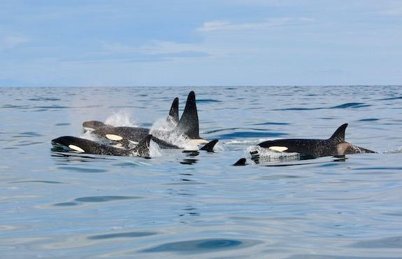Icelandic orcas