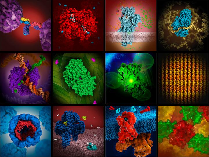 Proteins Play Vital Roles