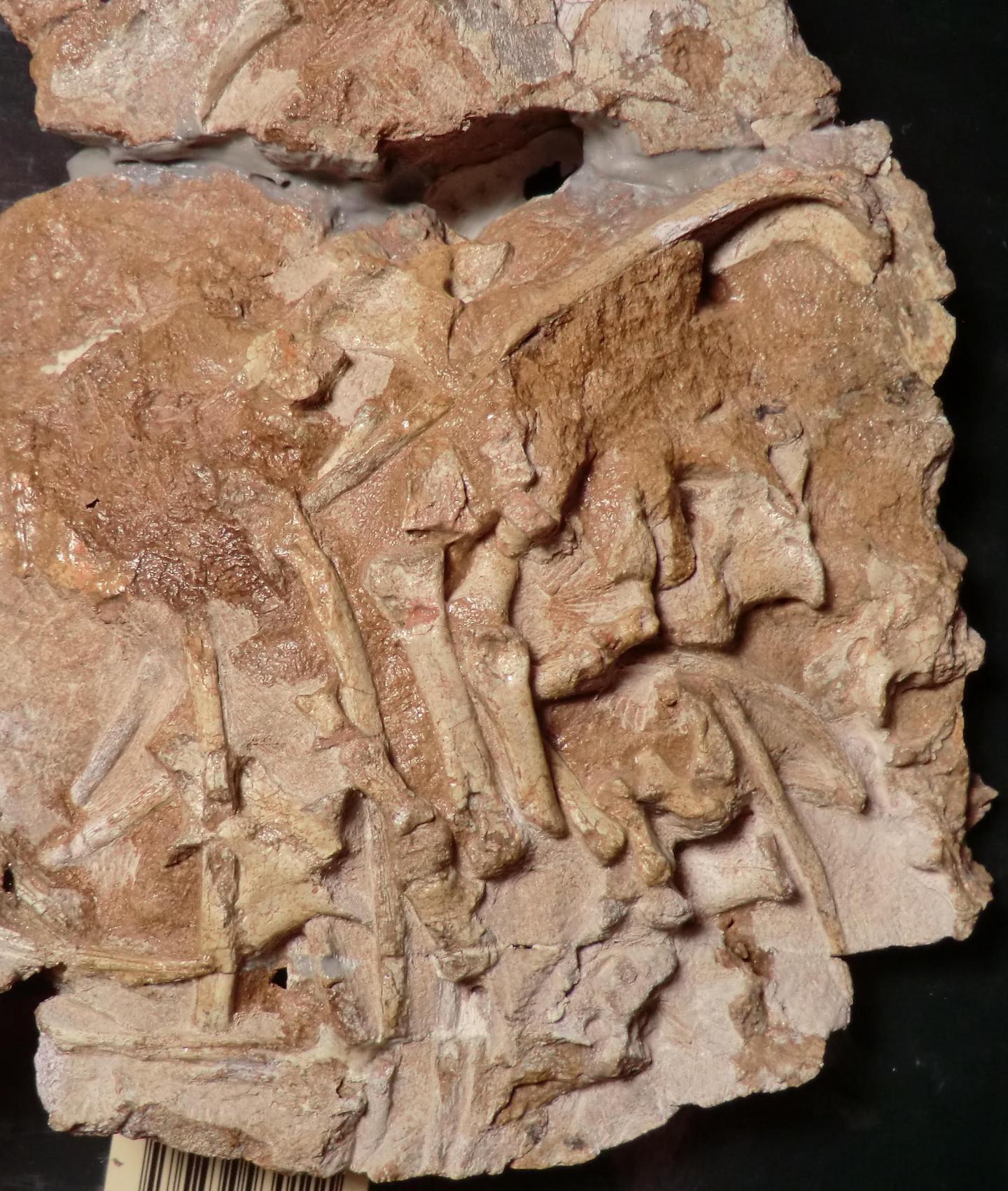 <em>Antarctanax</em> Fossils