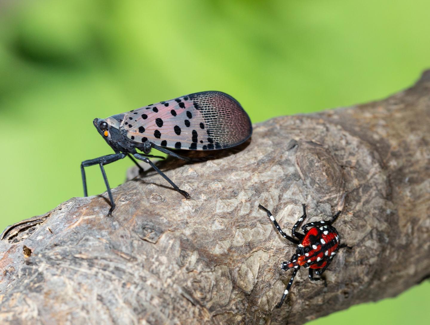 Spotted lanternfly adult and nymph