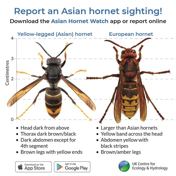 Hornet comparsion