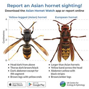 Hornet comparsion