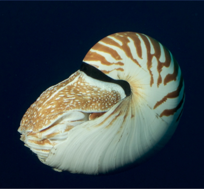 Nautilus vitiensis