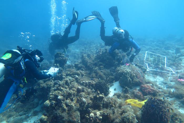 Rope-like  Caribbean Sponge Post-Storms