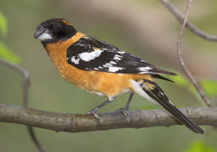 Black-headed grosbeak