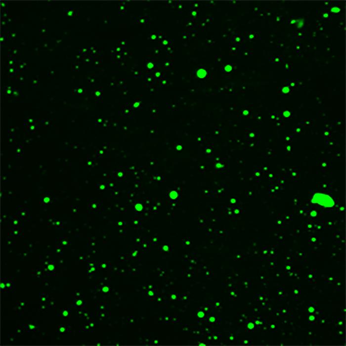 Substrate-induced droplet formation of a plant TIR domain in vitro.