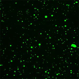 Substrate-induced droplet formation of a plant TIR domain in vitro.