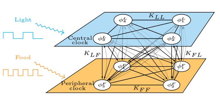 Schematic of the mathematical model.